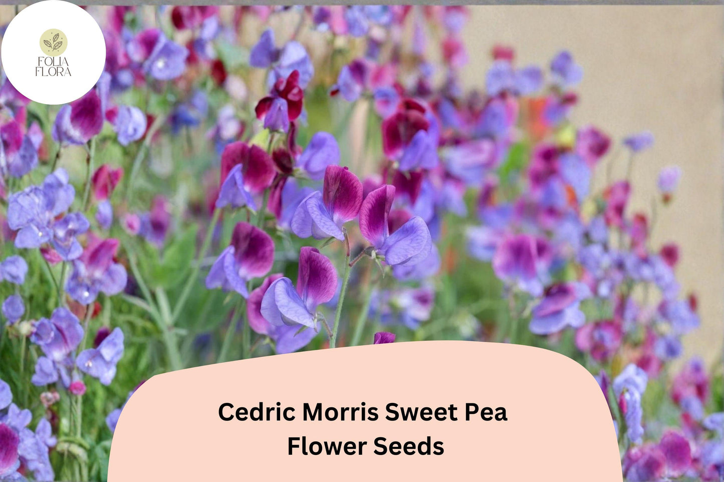 50+ Cedric Morris Sweet Pea Seeds | Fragrant Climbing Annual Flower for Garden & Cut Flower Arrangements