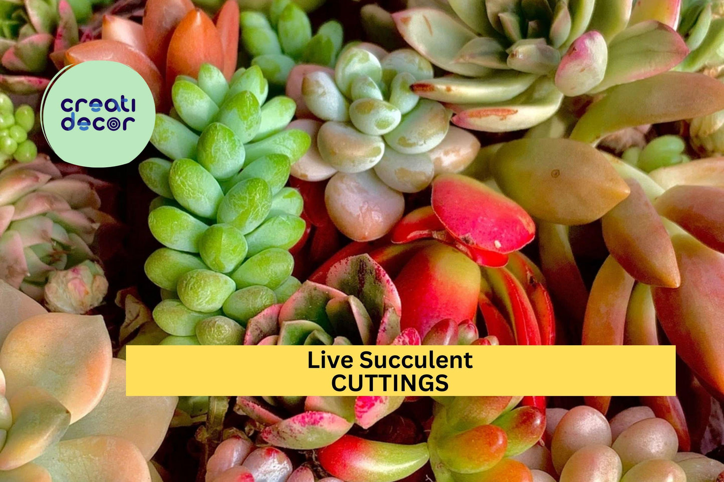 12pc Live Succulent Cuttings – Bare Root Plants for DIY Succulent Garden, Terrariums, Planters, Wedding Favors, Easy to Grow