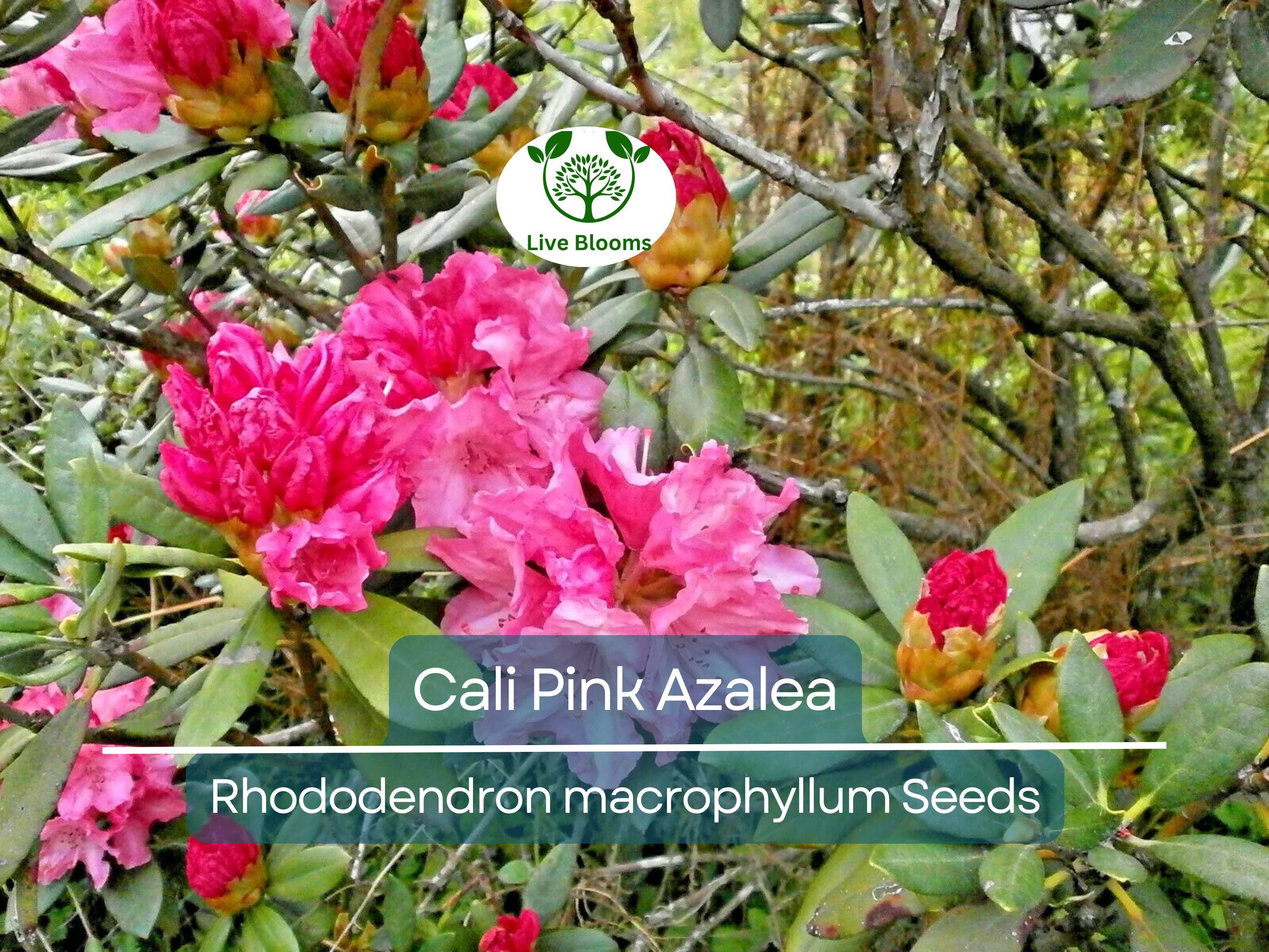 50 Cali Pink Azalea Seeds (Rhododendron macrophyllum) Flowering Shrub, Bush, Tree – Beautiful Pink Blooms, Hardy Garden Plant