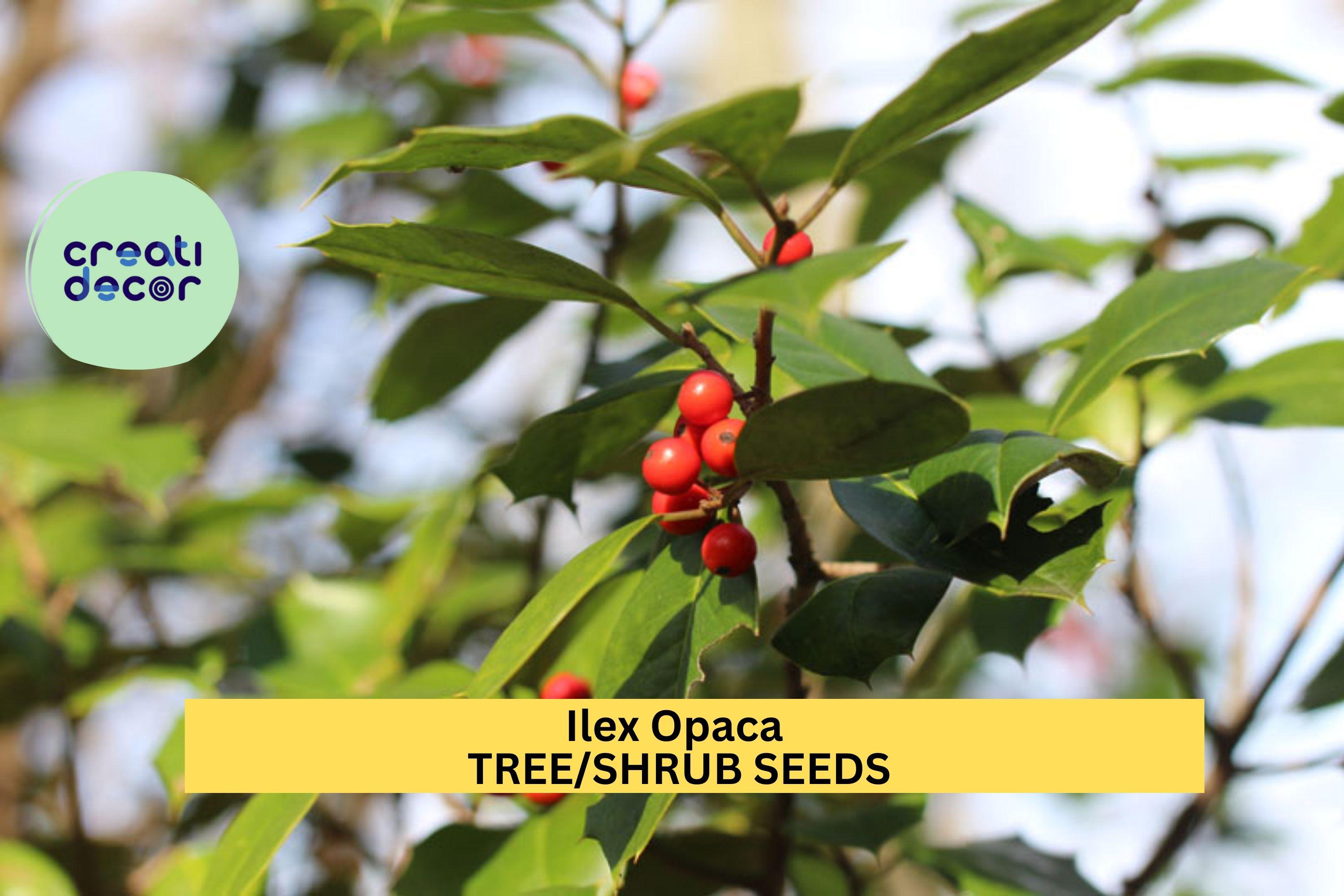 3pcs x 500mg Ilex opaca Seeds – American Holly Evergreen Tree Seeds for Landscape, Privacy Screens, or Wildlife Gardens