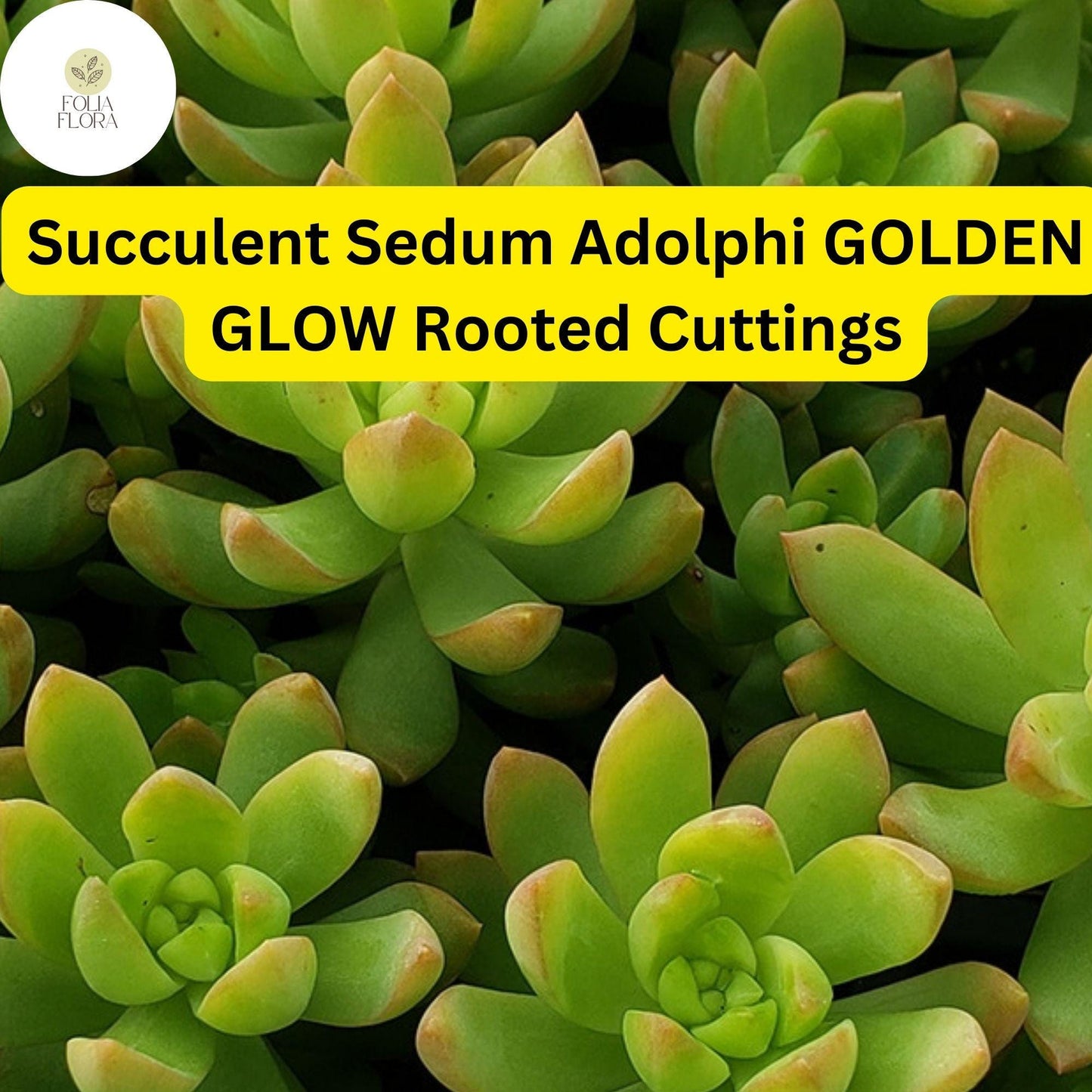 2 Bare Root Live Plants 2" Sedum adolphi ‘Golden Glow’ Succulent | Vibrant Yellow-Green Foliage | Easy Care | Indoor/Outdoor Plant