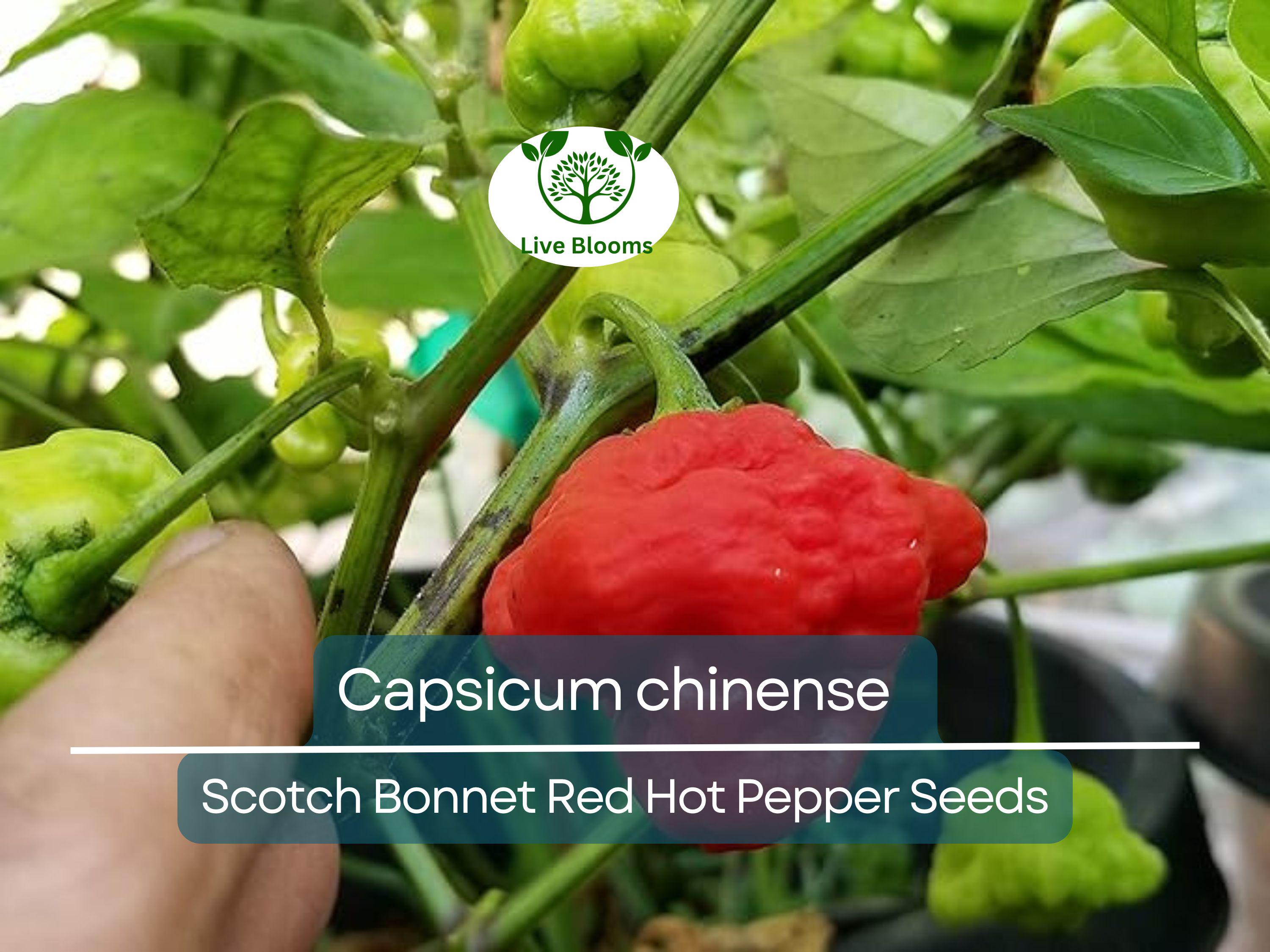 30 Seeds Scotch Bonnet Red Hot Pepper (Capsicum chinense) - Super Spicy, Habanero-Style, Caribbean Hot Pepper for Planting