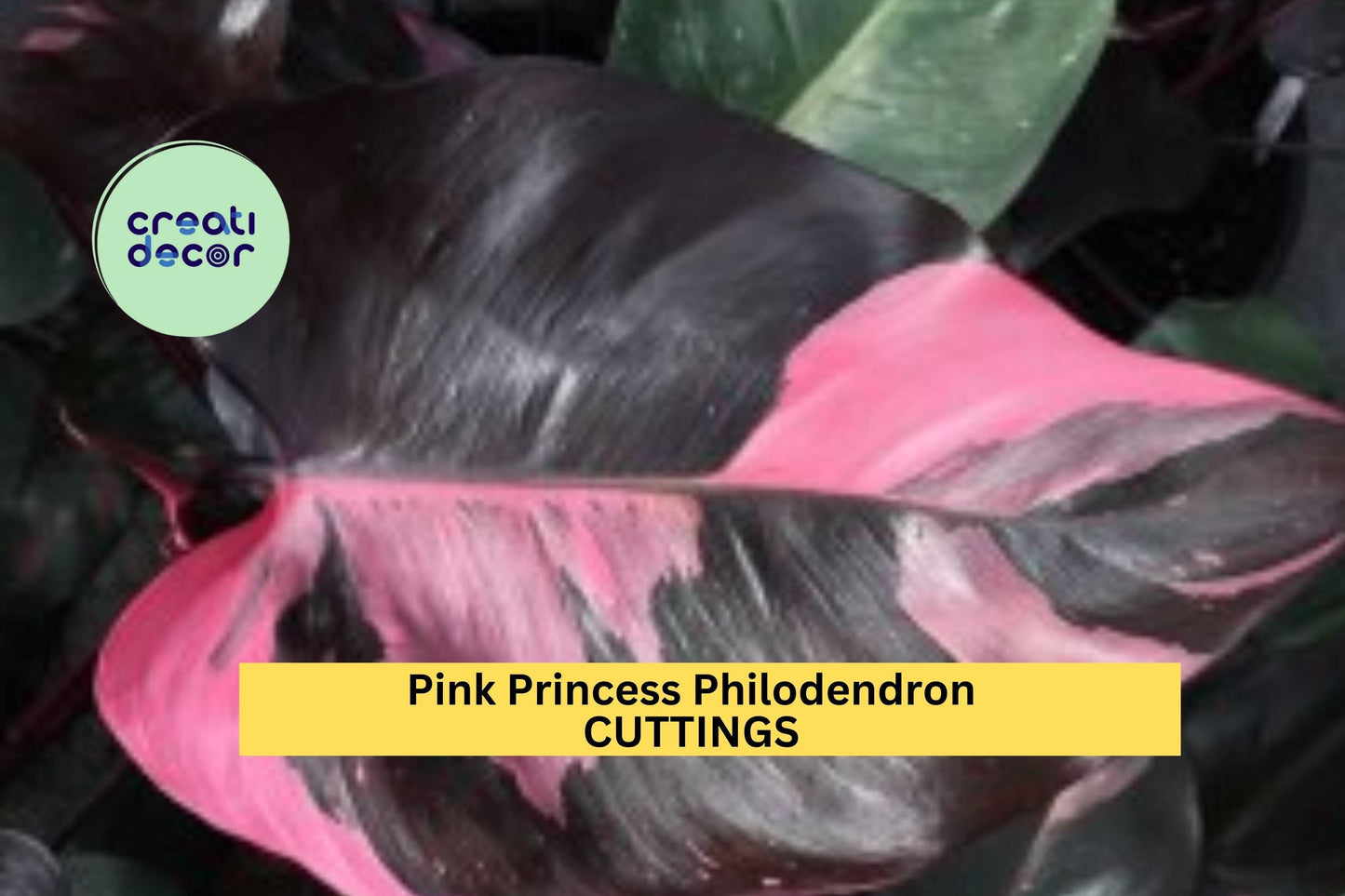 1 Pink Princess Philodendron Cutting – High Variegation PPP | Rare Unrooted Plant Cutting for Collectors, Houseplant Lovers, or Propagation