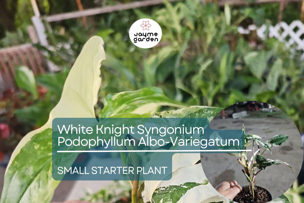 White Knight Syngonium Starter Plant - Podophyllum Albo-Variegatum, Marble Variegated, Unique Foliage for Indoor Decor & Tropical Gardens