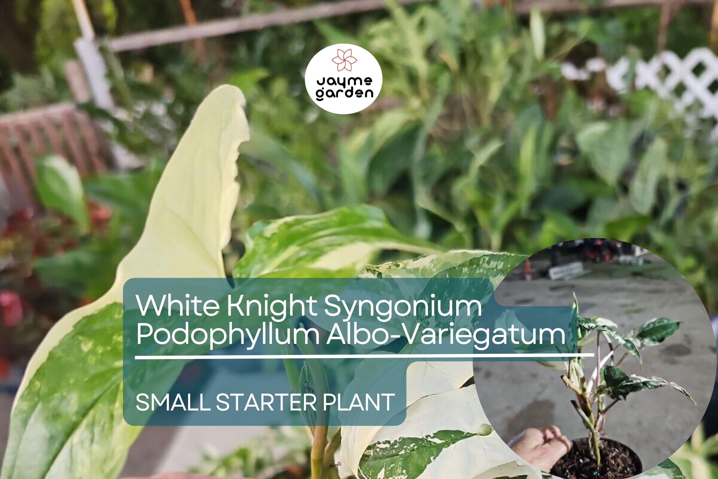 White Knight Syngonium Starter Plant - Podophyllum Albo-Variegatum, Marble Variegated, Unique Foliage for Indoor Decor & Tropical Gardens