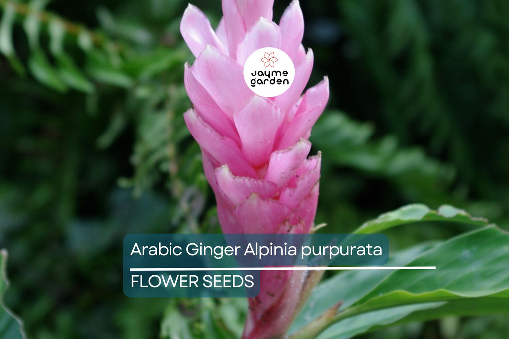 Arabic Ginger Alpinia purpurata Root Rhizome - Fast-Grow, Tropical Flower Plant, 3-4 oz, Zones 7-10, Part Shade, Free Shipping Offer
