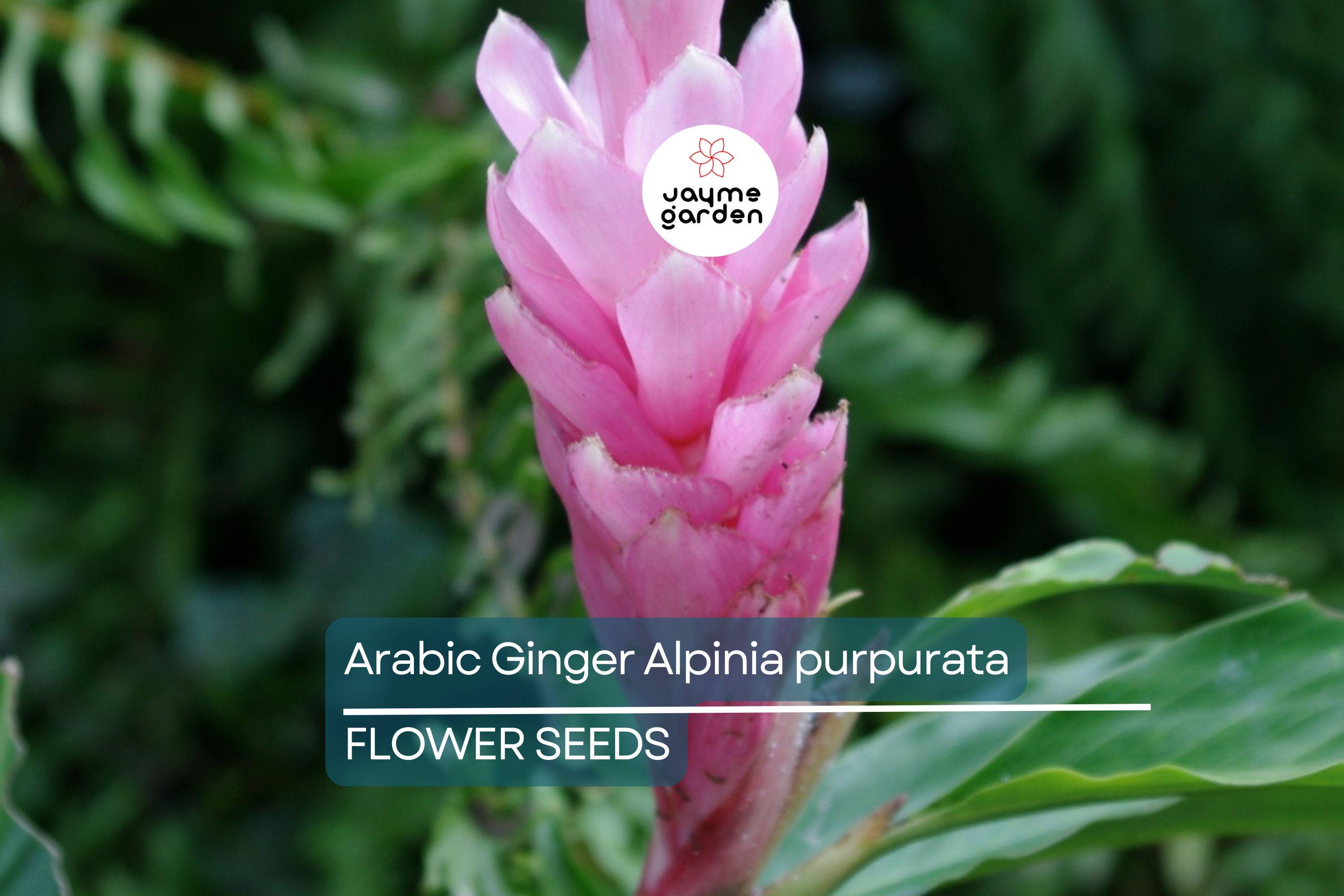 Arabic Ginger Alpinia purpurata Root Rhizome - Fast-Grow, Tropical Flower Plant, 3-4 oz, Zones 7-10, Part Shade, Free Shipping Offer