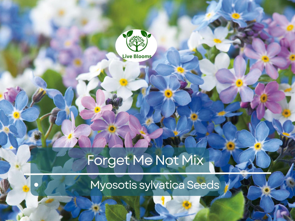 100 Seeds Forget Me Nots Mixed Colors, Perennial Early Blooms, Pollinators, Non-GMO, Myosotis Flowers, Garden Plants, Easy to Grow