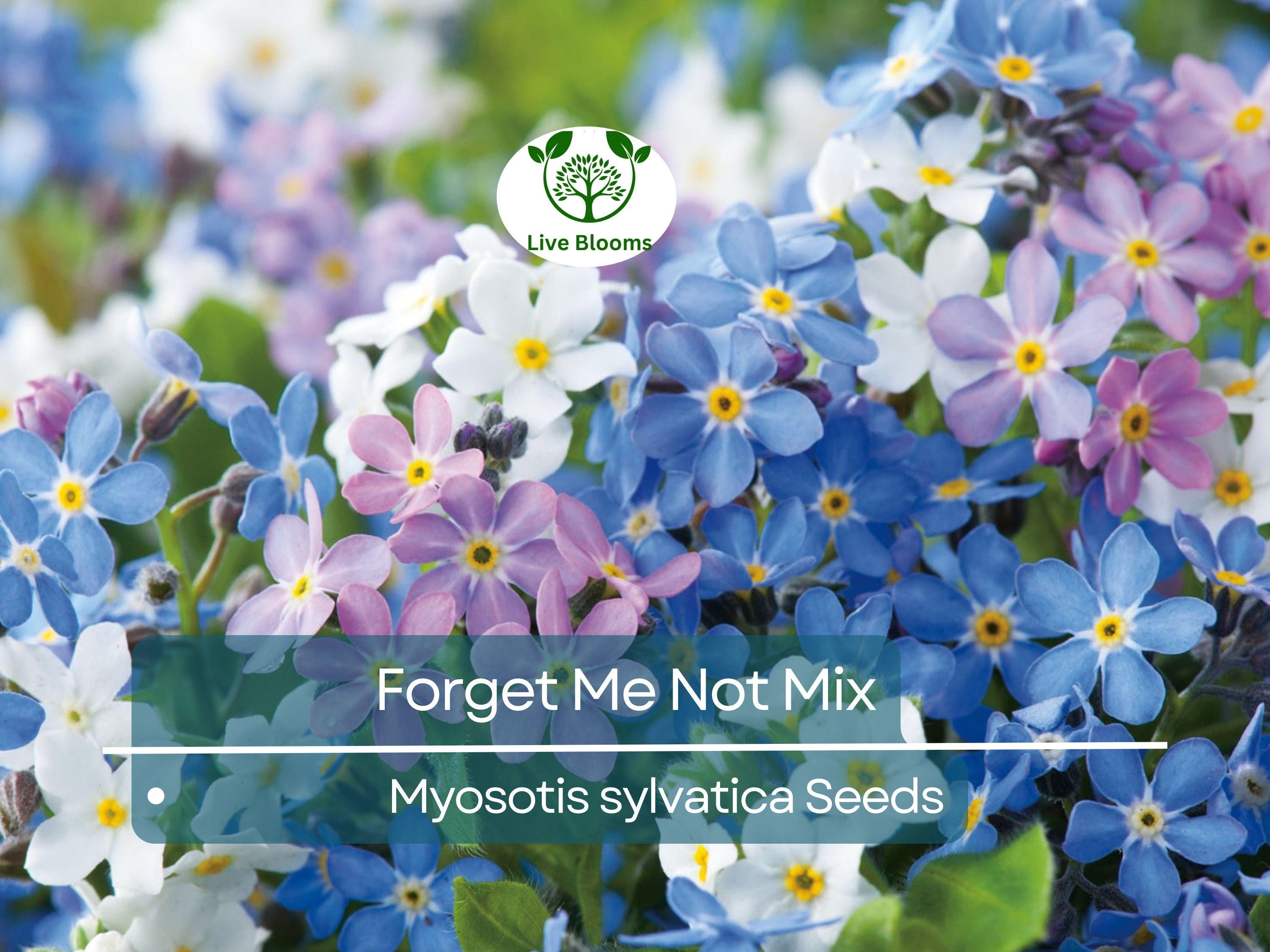 100 Seeds Forget Me Nots Mixed Colors, Perennial Early Blooms, Pollinators, Non-GMO, Myosotis Flowers, Garden Plants, Easy to Grow