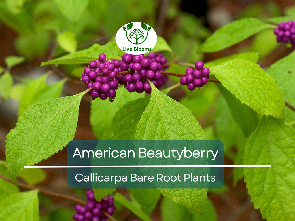 1 American Beautyberry – Live Bare Root Plant – Callicarpa americana – Native Shrub with Edible Purple Berries for Wildlife & Garden