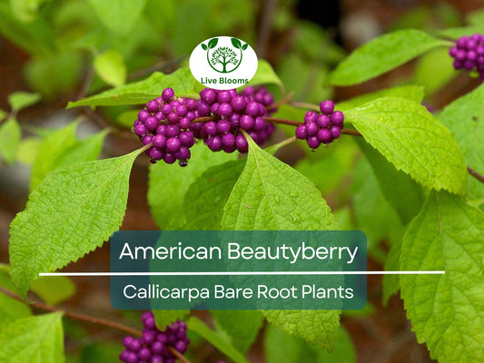 1 American Beautyberry – Live Bare Root Plant – Callicarpa americana – Native Shrub with Edible Purple Berries for Wildlife & Garden