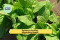 3pcs of 1g Viroflay Spinach Seeds – Giant Heirloom Variety, Tender Leaves, Fast Growing for Garden or Raised Beds Seeds for Planting