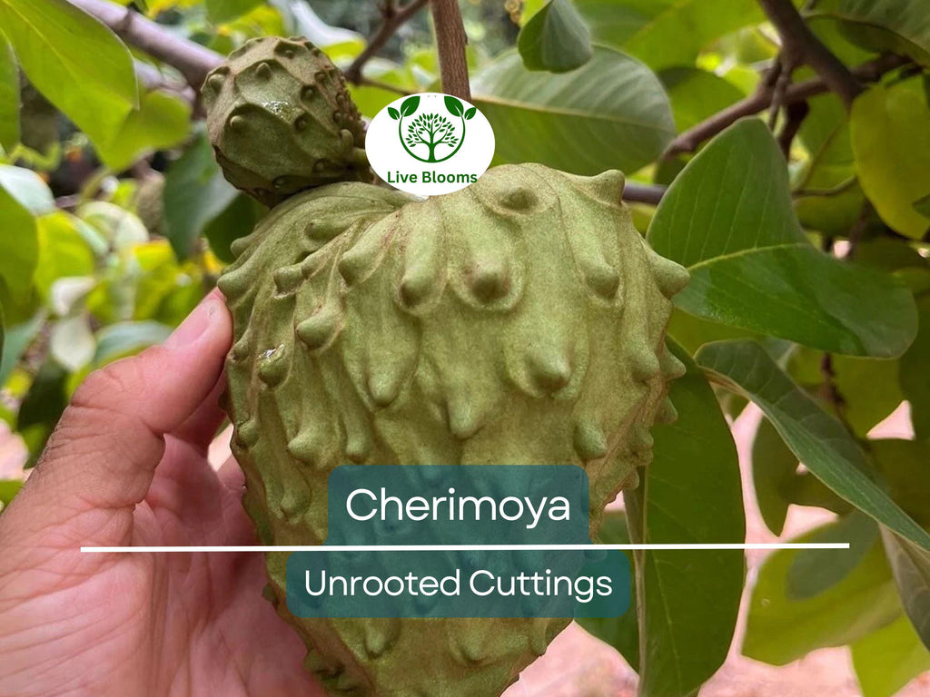 4 Pcs California Cherimoya Unrooted Cuttings for Rooting - Annona cherimola, Sweet Custard Fruit, Easy Propagation, Tropical Fruit Plant