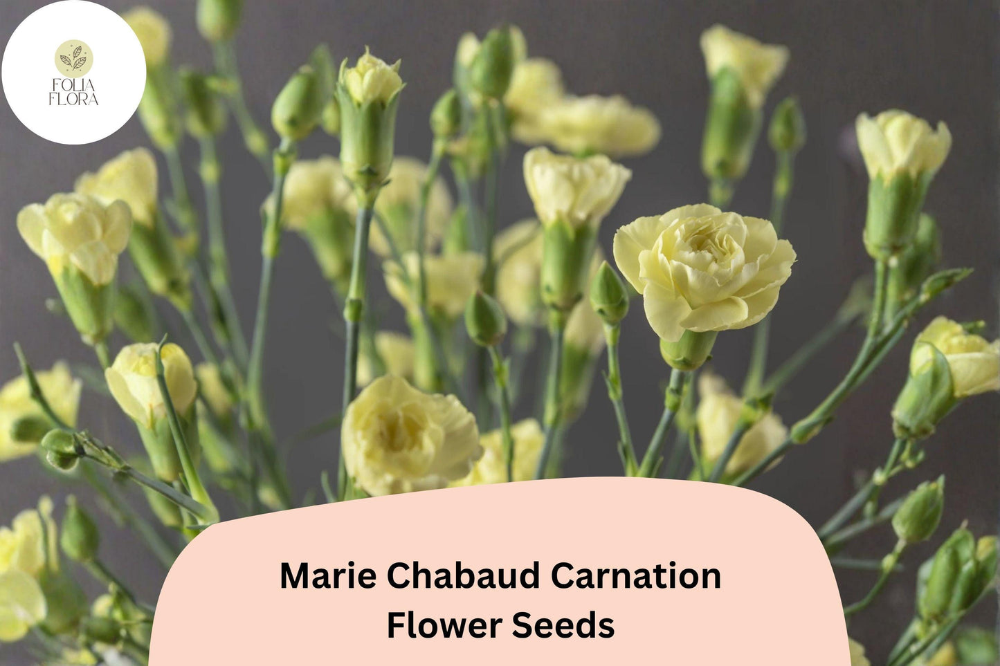 200+ Marie Chabaud Carnation Seeds for Garden Planting | Dianthus caryophyllus | Yellow Carnations
