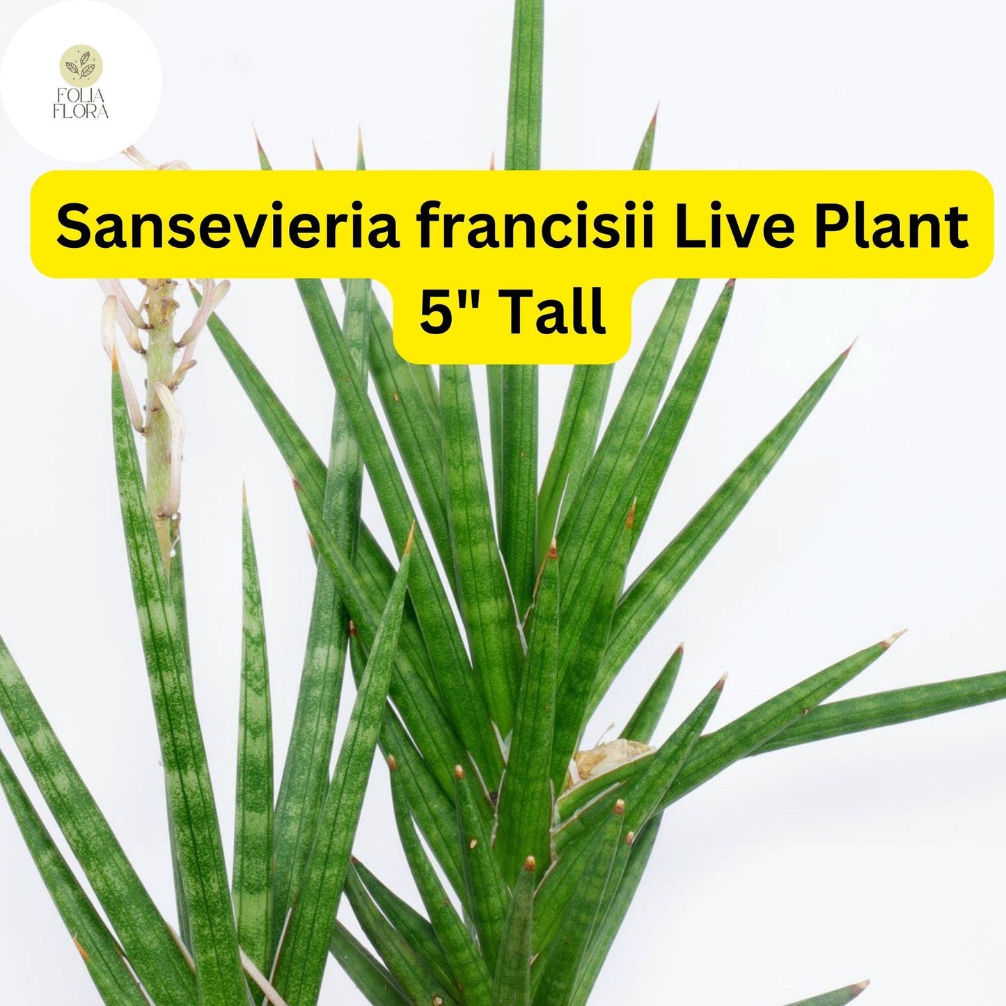 1 Sansevieria francisii - Live Succulent Plant 5" Tall - Drought-Tolerant Snake Plant Cactus
