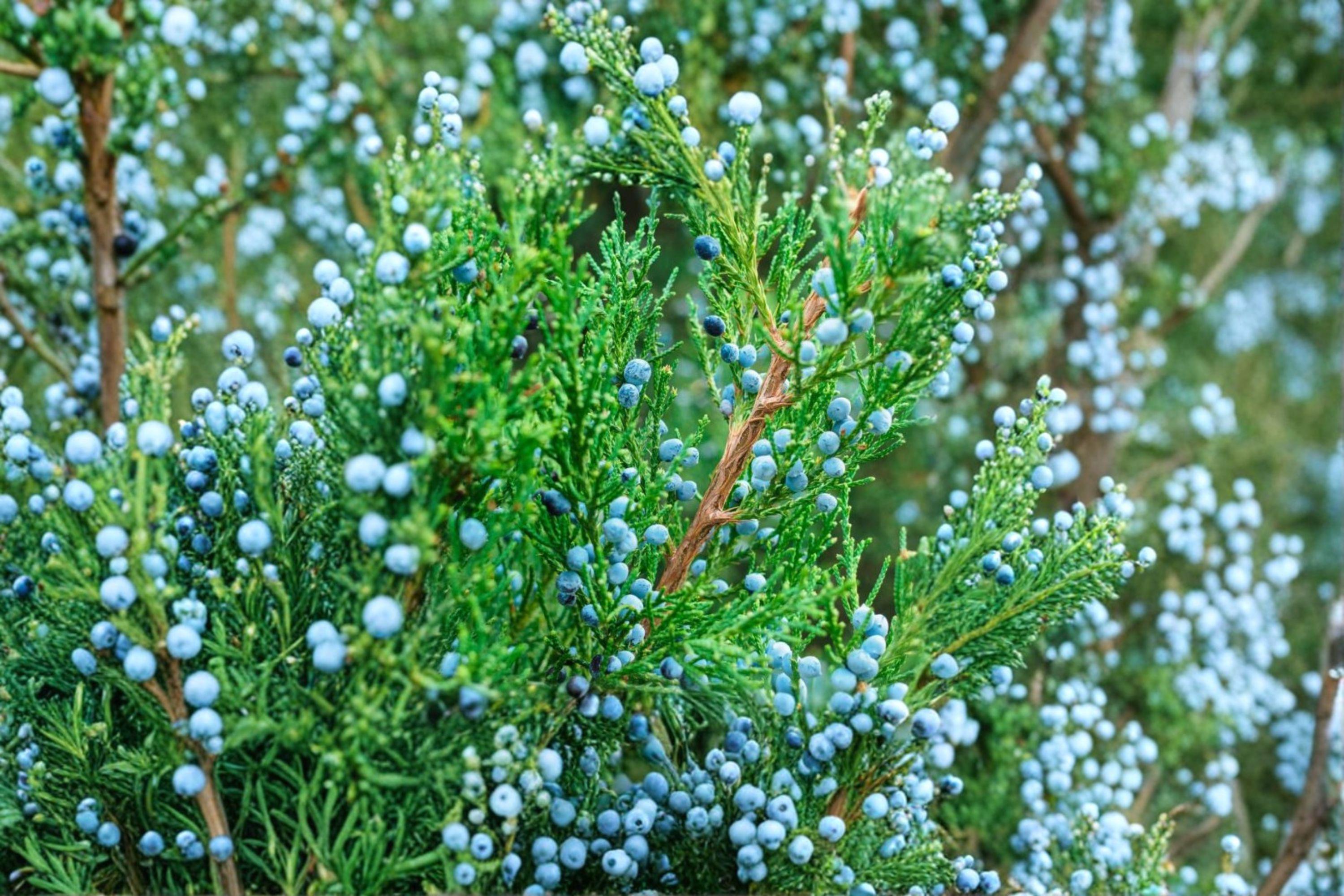 Juniperus virginiana – Eastern Red Cedar Seeds | 25 Seeds | Native Evergreen Conifer Tree | Hardy Landscape