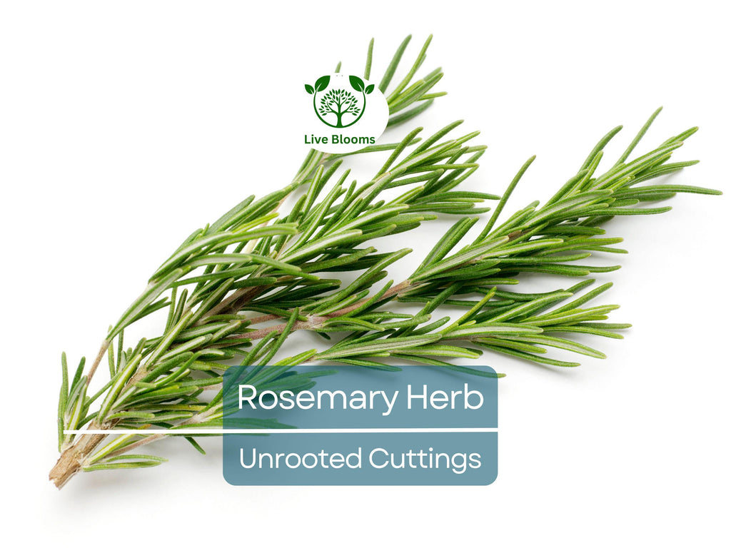 9 Organic Rosemary Herb Plant Cuttings, Rosmarinus Officinalis, Unrooted 10" Each, Fresh Culinary Herb for Propagation, Easy to Grow