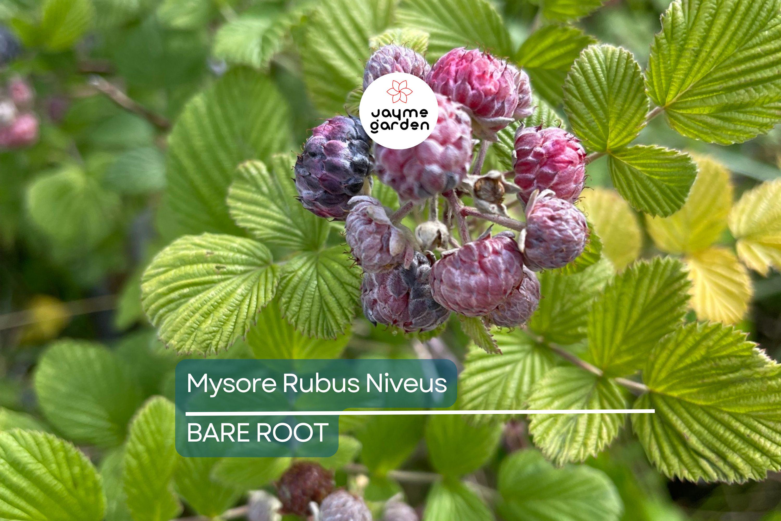 Mysore Black Raspberry Plant (Rubus niveus) – 1 Bare Root Starter, Ever-Bearing, Sweet Fruit Bush for Warm Climates, Zones 9-11