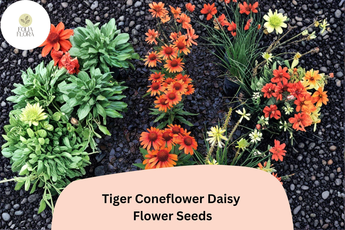200+ Tiger Coneflower Daisy Seeds | Echinacea purpurea | Bright Orange Blooms | Pollinator-Friendly Perennial Garden