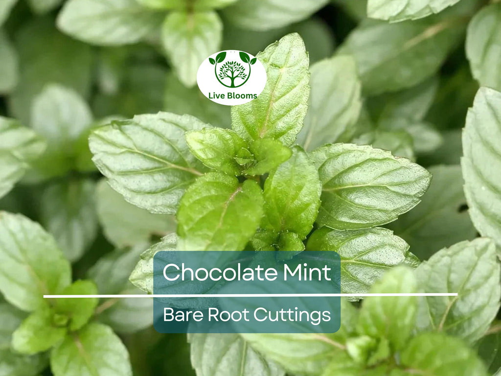 3 Chocolate Mint Bare Root Cuttings, Mentha x piperita, Fresh Aromatic Herb, Perfect for Growing, Sweet Mint Flavor for Tea & Cooking