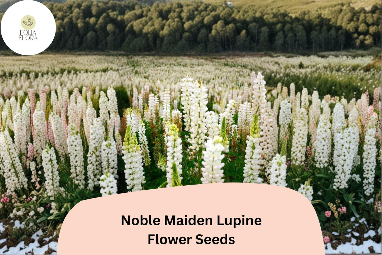 25+ Noble Maiden Lupine Seeds | White Lupinus | Elegant Spring Bloom Spikes for Garden Planting