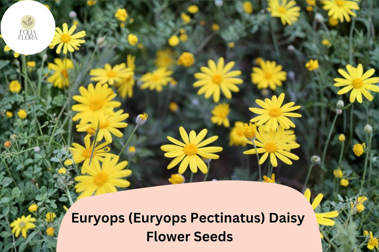 200+ Euryops Daisy Seeds | Euryops pectinatus | Yellow Blooms | Drought-Tolerant Perennial Flower