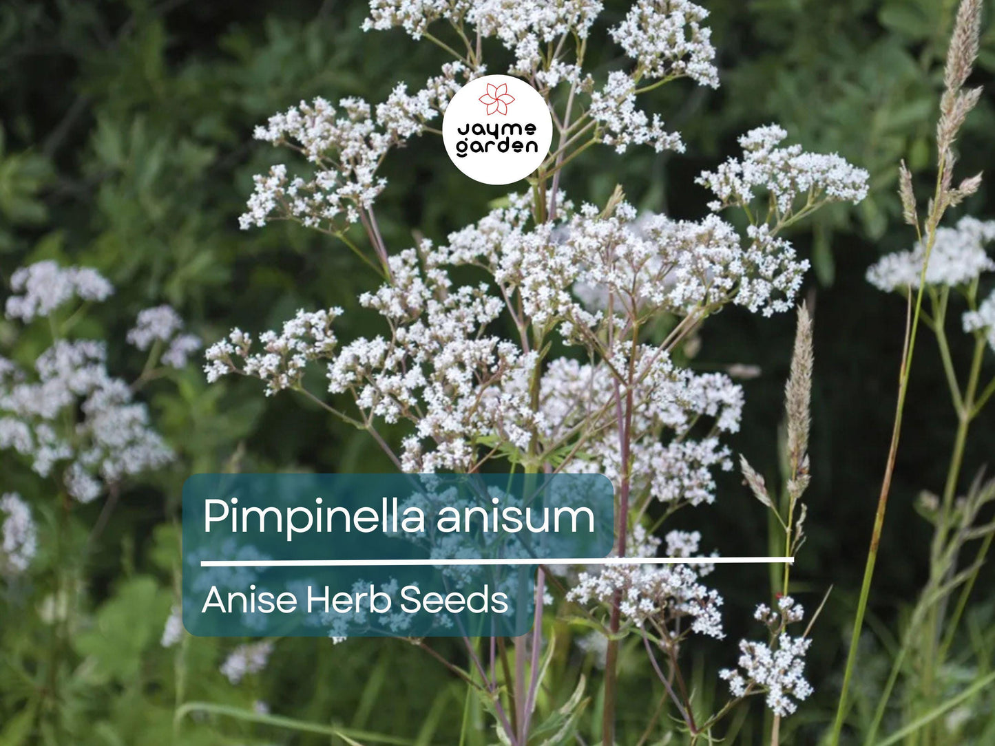 Anise Herb Seeds for Planting (250mg) - Aromatic & Edible Heirloom Seeds - Grow for Tea, Baking, or Culinary Dishes