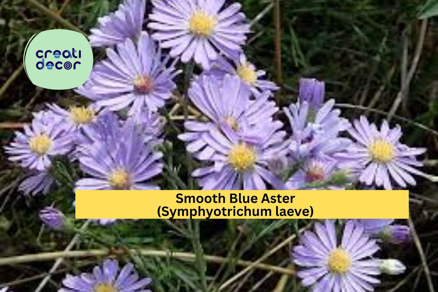 Smooth Blue Aster Seeds (Symphyotrichum laeve) – 100 Native Perennial Seeds | Fall Blooming | Pollinator Friendly | Drought Tolerant