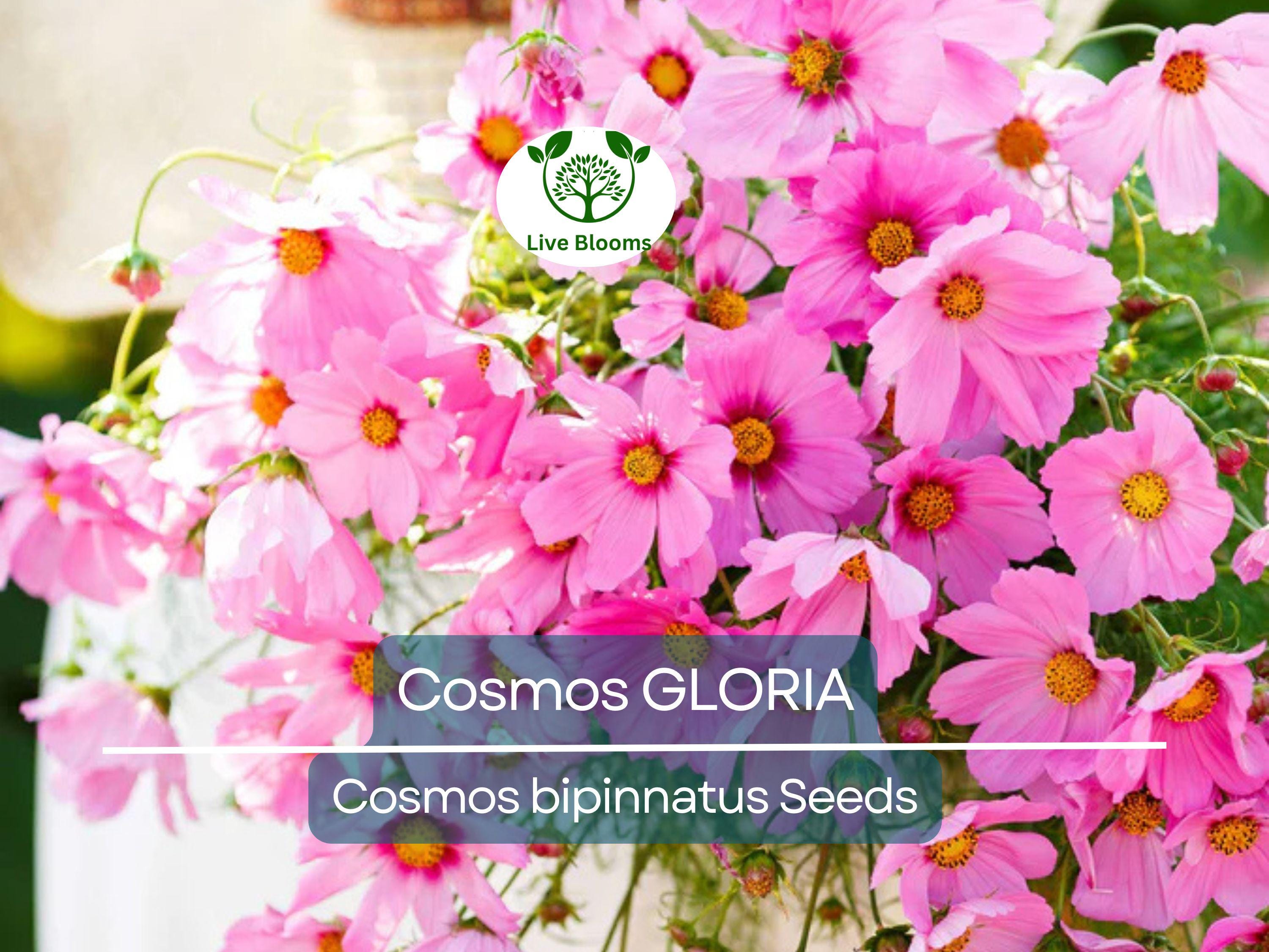 200 Seeds Cosmos GLORIA, 3-5’ Tall, Huge Flower Blooms, Magenta Center, Non-GMO, Beautiful Garden Flowers, Attracts Pollinators