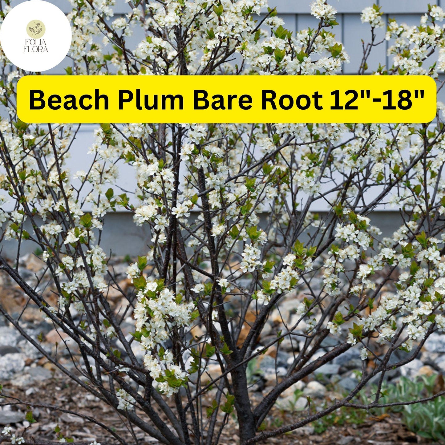 1 Prunus maritima Beach Plum - Live Bare Root Plant 12"-18" for Zones 3-9 - Edible Fruit, Hardy Shrub