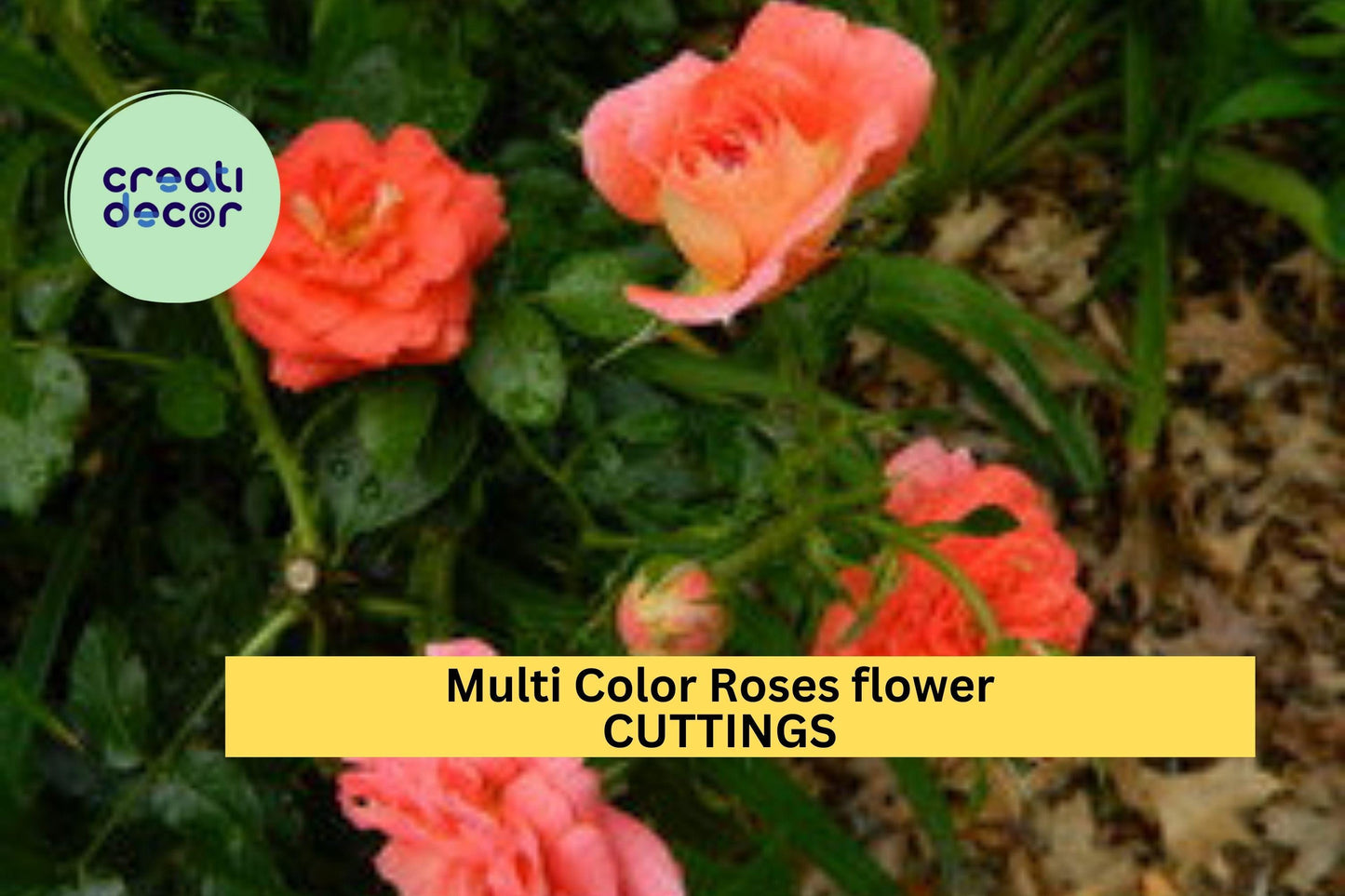 2 Multicolor Rose Plant Cuttings – Fresh Unrooted Stems for Propagation – Vibrant Mixed Bloom Rose Variety – Garden Starter – USA