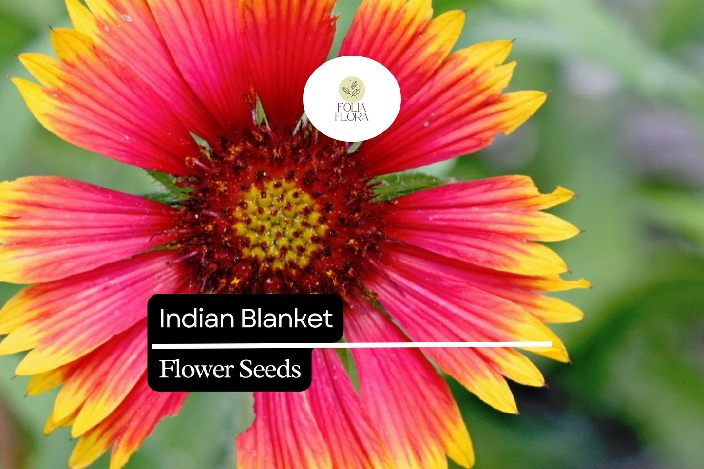 Indian Blanket Seeds (Gaillardia pulchella) | 25 Seeds | Colorful Perennial Wildflower for Pollinators