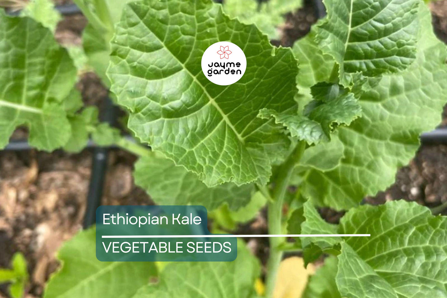 1,000 Ethiopian Kale Seeds - Brassica Carinata | Heirloom Non-GMO | Abyssinian Mustard | Nutritious Leafy Green | Free Shipping