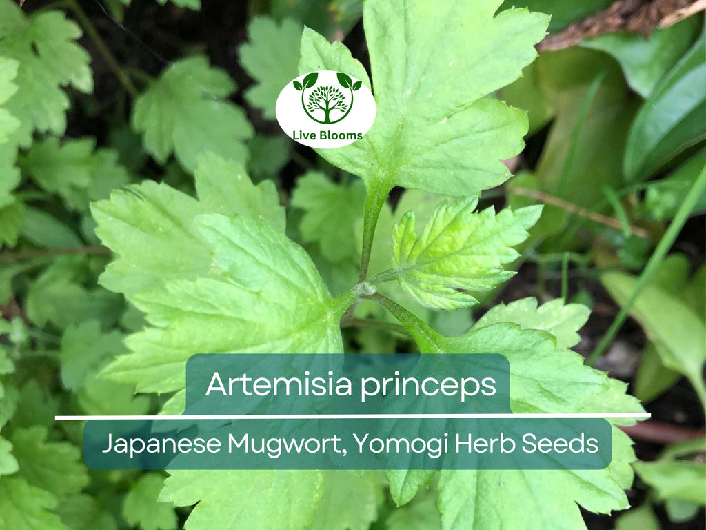 100 Seeds Japanese Mugwort (Artemisia princeps, Yomogi) Herb for Planting | Culinary, Aromatic Herb