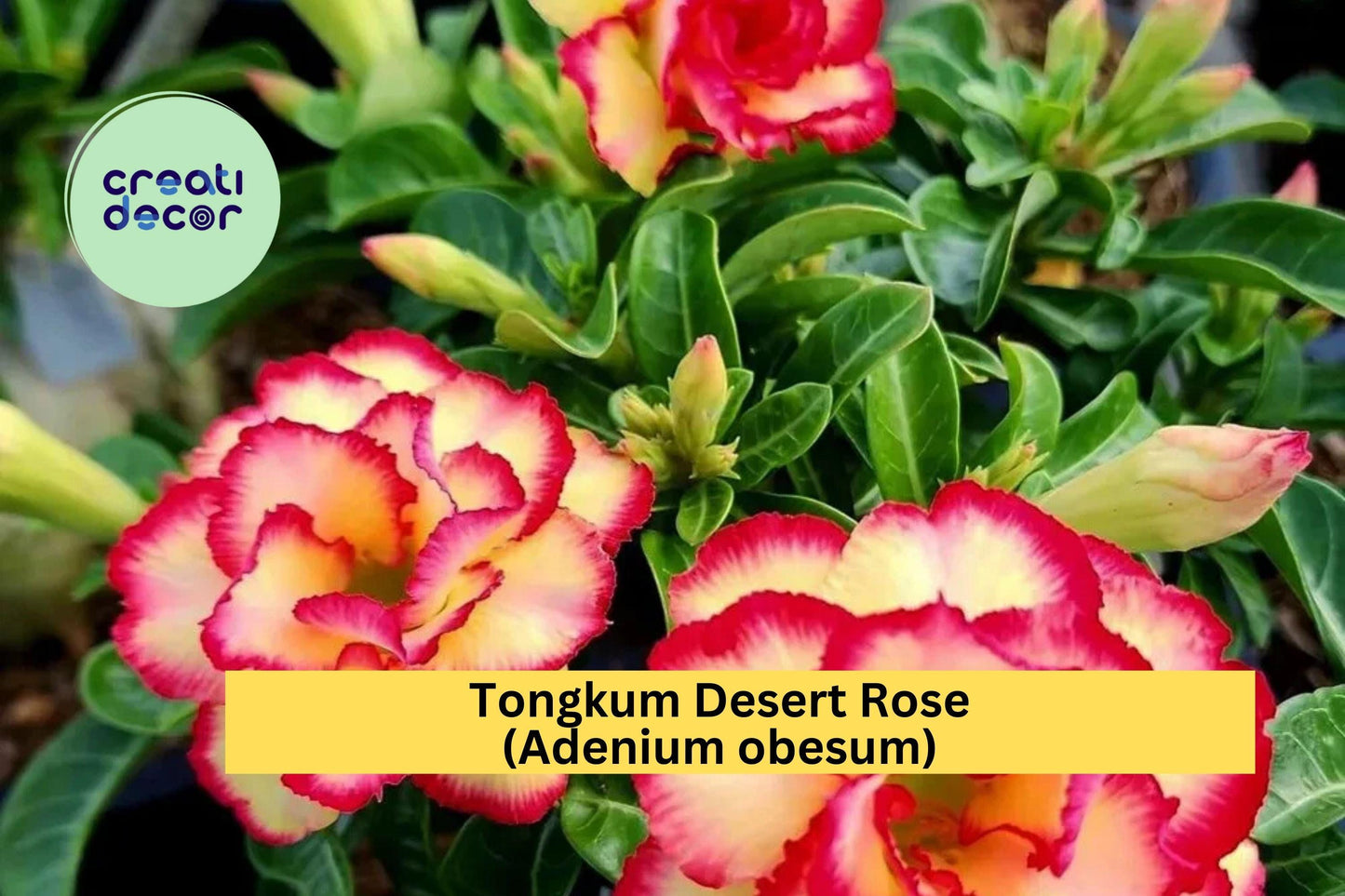 Tongkum Desert Rose | Adenium obesum | Small Rooted Seedling 4–6 Inch Live Plant