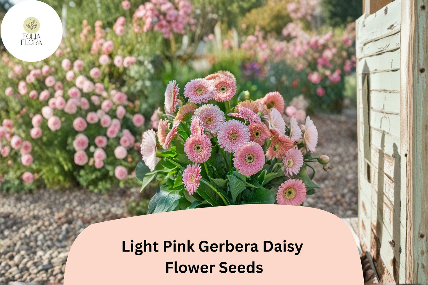 200+ Light Pink Gerbera Daisy Seeds | Soft Pastel Blooms | Garden Flower Seeds | Perfect for Pots & Borders