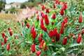 Thai Garden Bird – Hot Pepper 30 Seeds | Very Hot Thai Chili | Upright Fruits | Compact & Heavy Producing