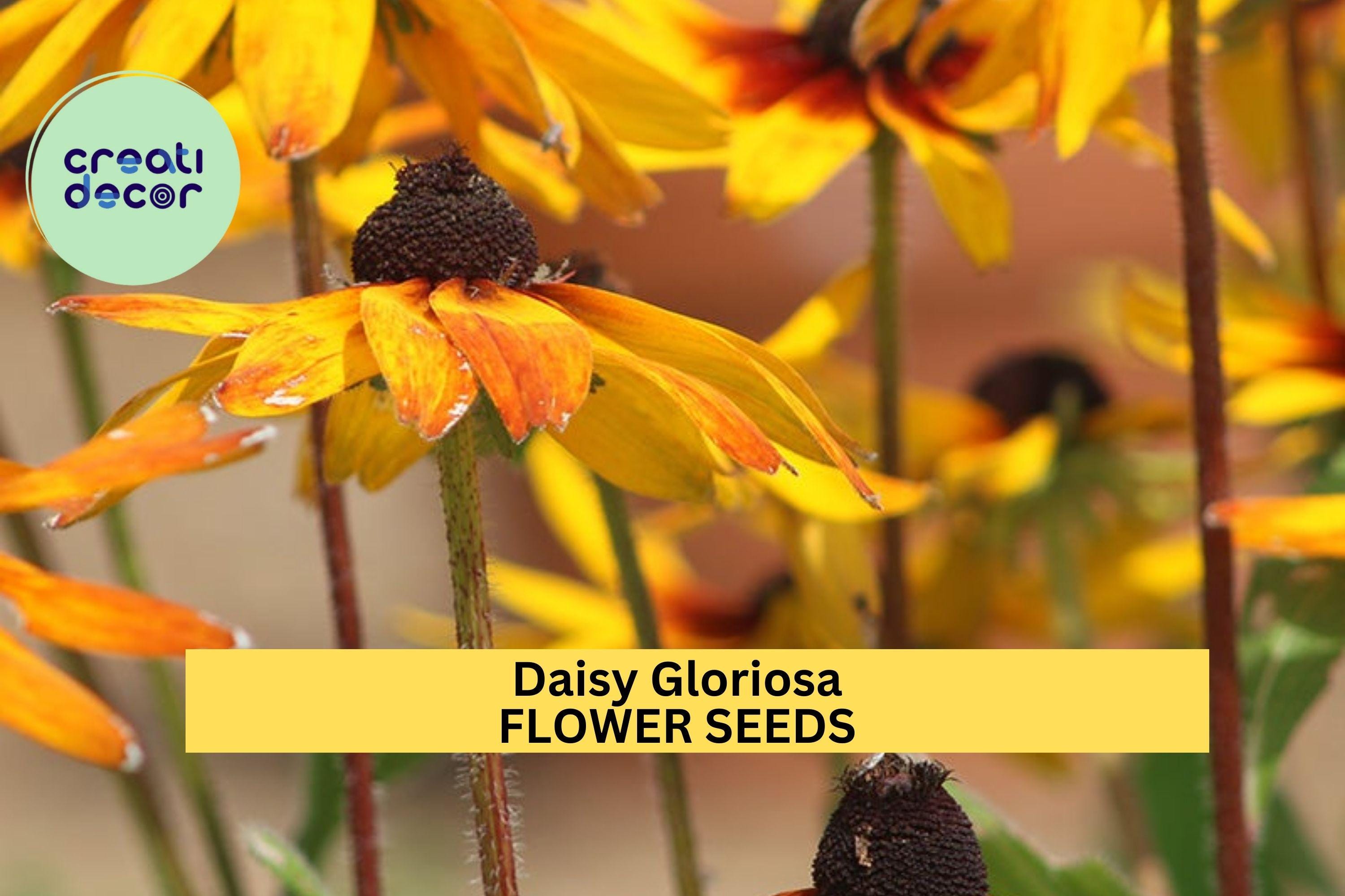3pcs of 100mg Daisy Gloriosa Seeds – Vibrant Yellow-Red Wildflowers for Sunny Borders & Pollinator Gardens Seeds for Planting