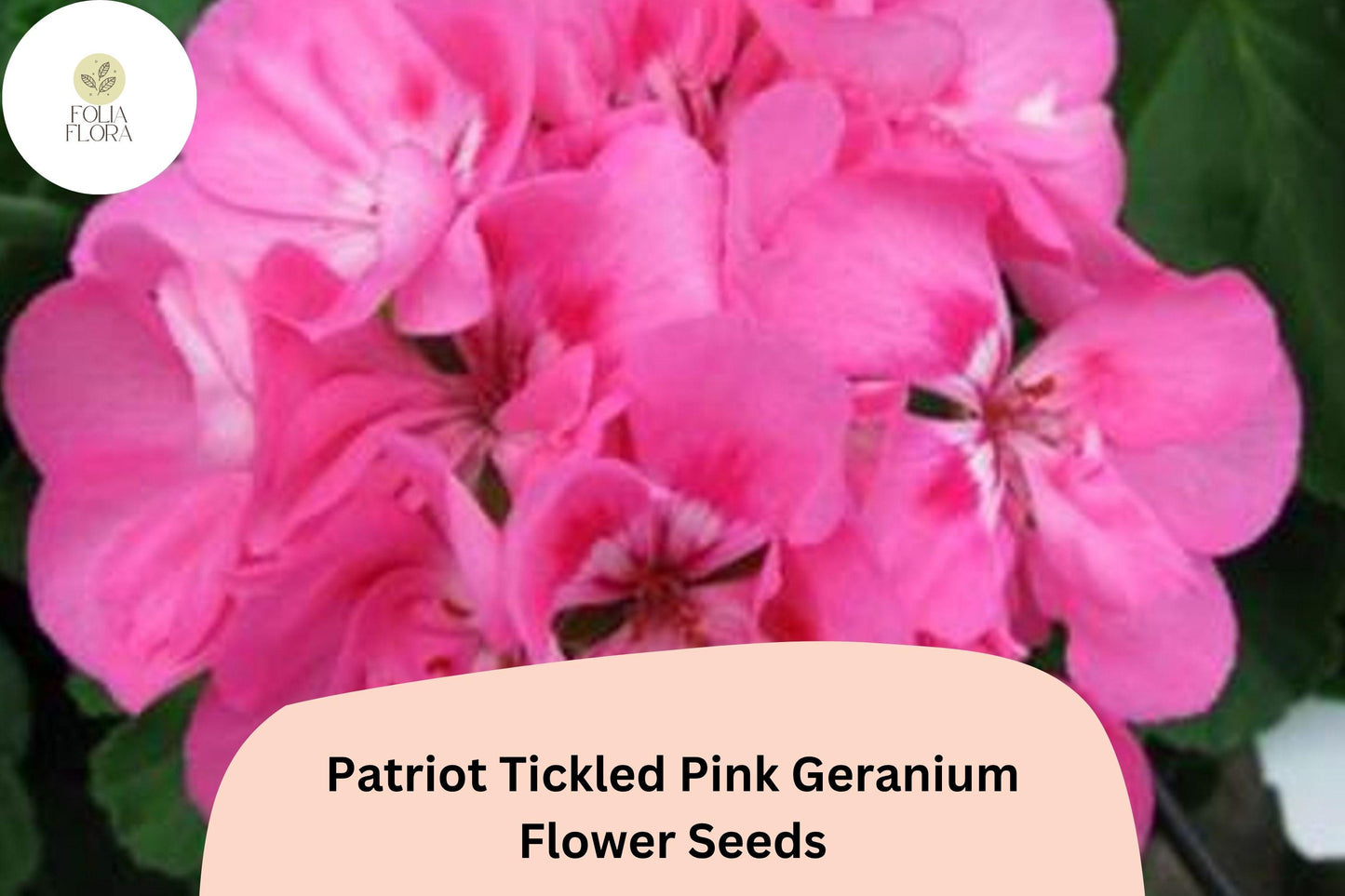 25+ Patriot Tickled Pink Geranium Seeds | Hardy Perennial | Bright Pink Blooms for Garden Beds & Containers