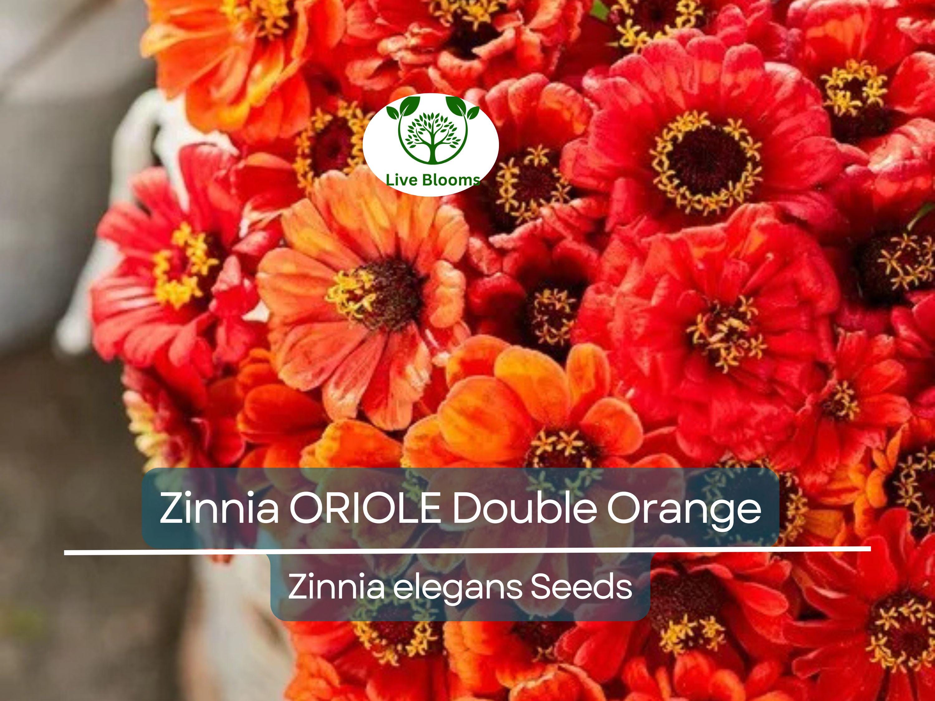 200 Seeds Zinnia ORIOLE Double Orange, Non-GMO, Attracts Songbirds, Butterflies & Hummingbirds, Vibrant Blooms, Easy to Grow, Garden Flowers