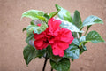 Red Rose of Sharon 2 Plants ~2 ft Tall (Hibiscus syriacus) Althea Shrub