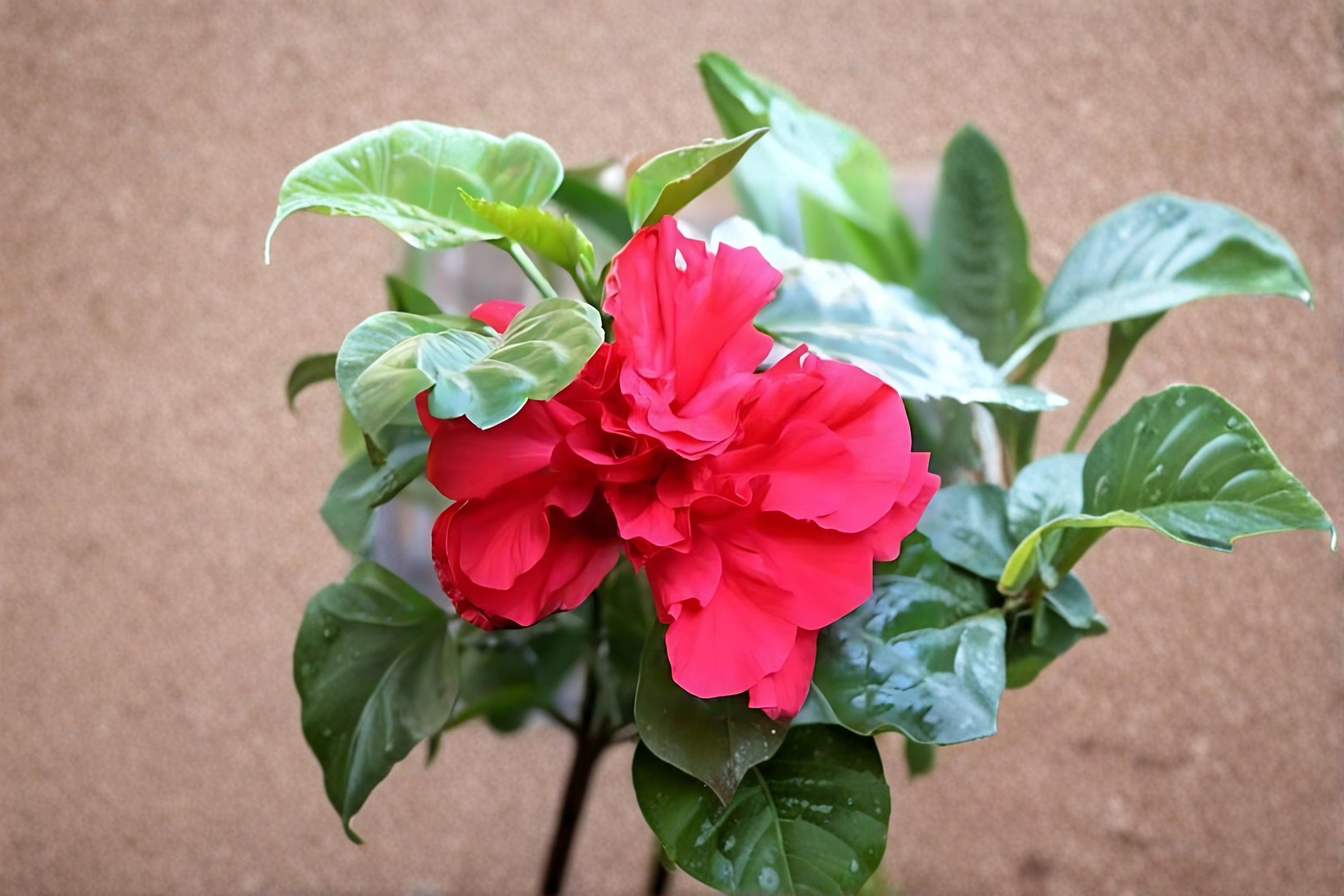 Red Rose of Sharon 2 Plants ~2 ft Tall (Hibiscus syriacus) Althea Shrub