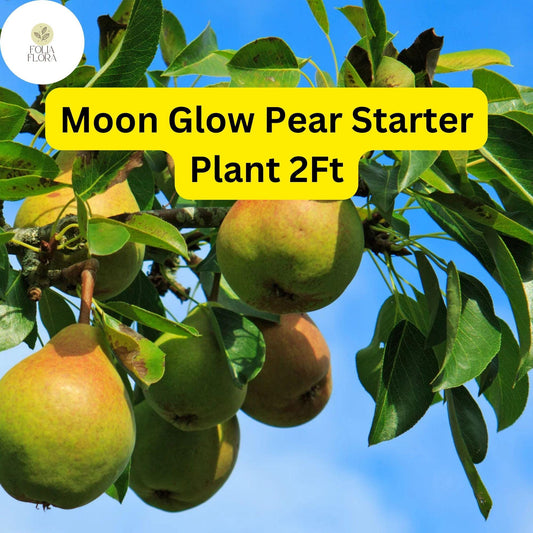 1 Moon Glow Pear Tree (Pyrus communis) - 2ft Tall Live Fruit Tree Ready to Plant