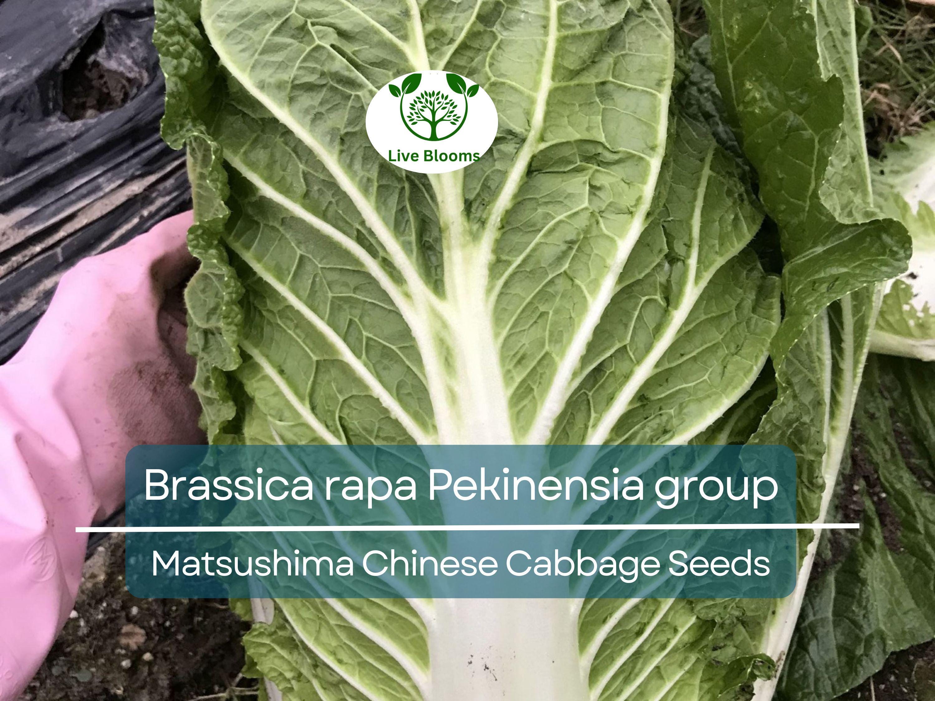 150 Seeds Chinese Cabbage Matsushima - Brassica rapa Pekinensia Group | Heirloom Seeds for Planting, Gardening & Fresh Harvest