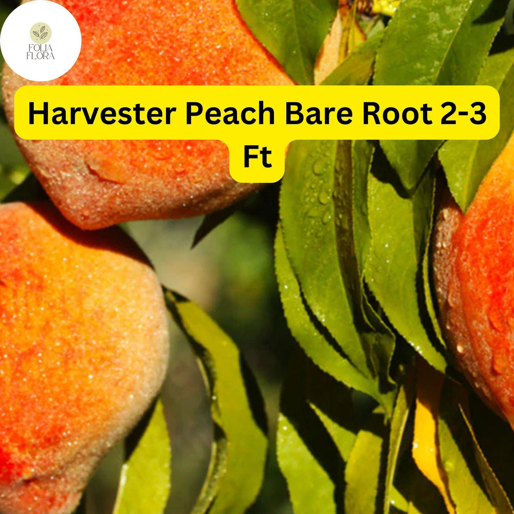 1 Bare Root Harvester Peach Tree (Prunus persica) 2-3 Ft Tall Live Fruit Tree Ready to Plant