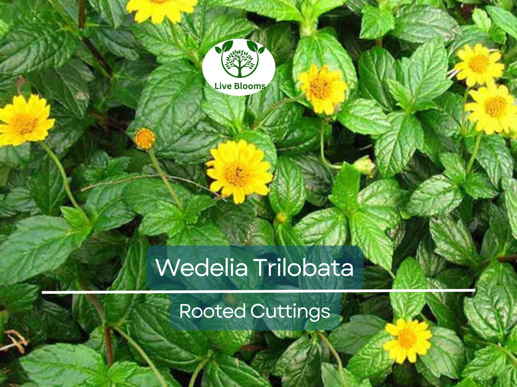 10 Live Rooted Vine Cuttings Wedelia Trilobata Perennial Ground Cover, Creeping Daisy, Tropical Flowering Plant, Landscaping & Groundcover