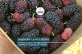 12 Fresh Shangri-La Mulberry Cuttings for Rooting or Grafting, Sweet Large Fruits