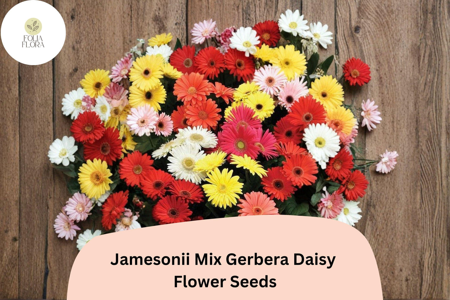 200+ Jamesonii Mix Gerbera Daisy Seeds | Vibrant Mixed Colors | Long-Lasting Cut Flowers | Garden Blooms