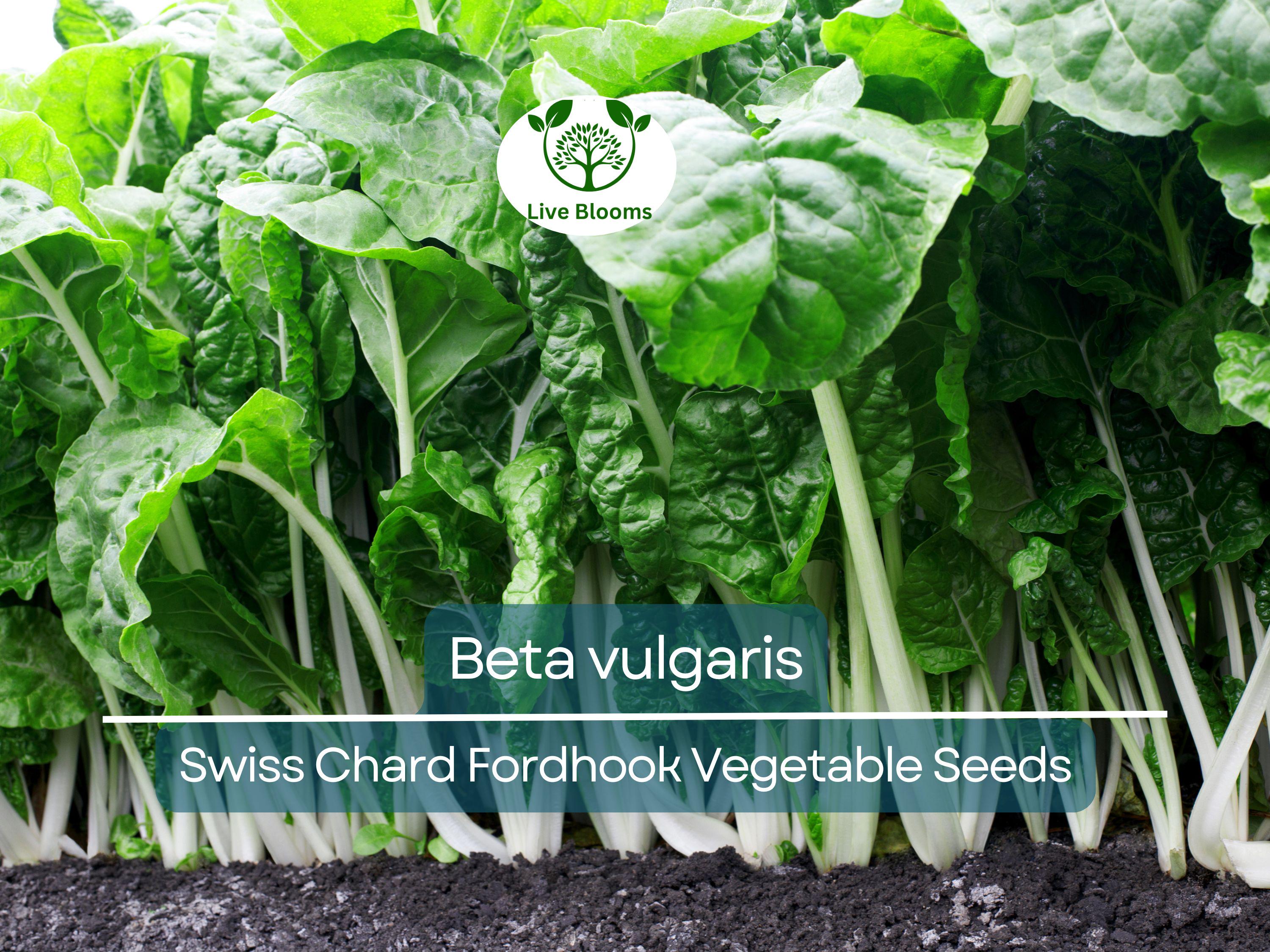1 Gram Seeds Swiss Chard Fordhook – Beta vulgaris | Heirloom Vegetable for Planting, Nutritious Greens for Gardening