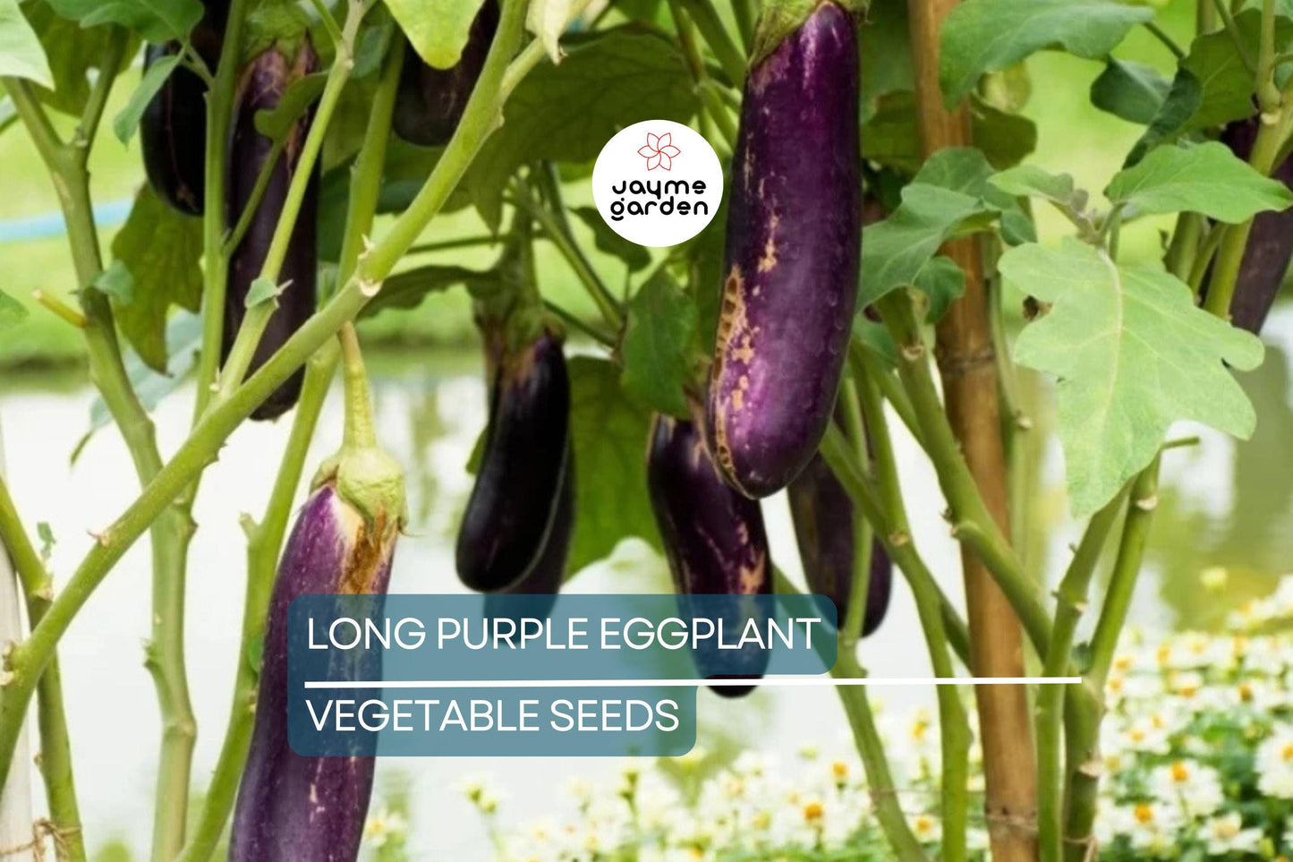 50 Long Purple Eggplant Seeds - Heirloom, NON-GMO, High Yield, USA Seller